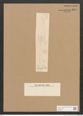 Diatomeae indet. Zeichnungen Sammlung Grunow Nr. 1815 (NHMW-BOT-W0368731)
